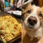 A delicious Beef & Brown Rice Casserole for Dogs next to a cute dog looking at the camera.
