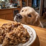 Golden Retriever puppy eagerly eyeing a plate of Beef & Brown Rice Puppy Dog Meal on a wooden table.