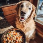 Golden Retriever looking happily at a bowl of Ultimate Beef & Carrot Dog Food.