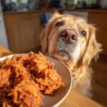 Golden Retriever looking at a plate of Top Beef & Sweet Potato Dog Food. Dog food is orange and shredded.