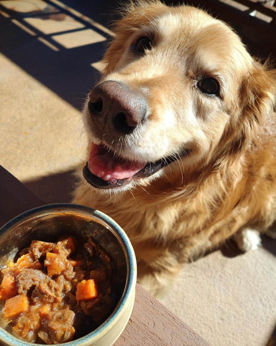 Golden Retriever looking at a bowl of Beef & Sweet Potato Stew for Dogs, ready to eat.