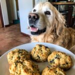 Golden retriever looks longingly at a plate of Blueberry Spinach Biscuits for Dogs.