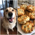 Split image: happy golden retriever and a plate of homemade Cheesy Spinach Biscuits for Dogs.