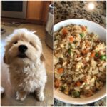 A cute dog looks up next to a bowl of Chicken & Brown Rice Small Dog Food Recipe.