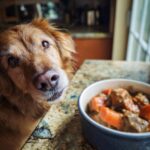 Golden Retriever dog looking longingly at a bowl of Chicken Liver & Carrot Dog Food.