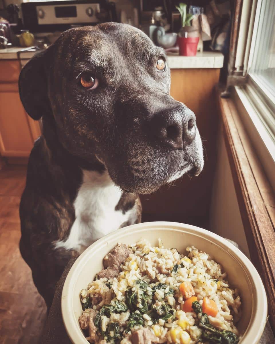 Large dog looking longingly at a bowl of Chicken Liver & Spinach Large Dog Meal.