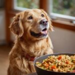 A golden retriever looks eagerly at a skillet of Easy Chicken & Veggie Skillet Dog Meal.