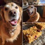 Collage of a happy golden retriever and homemade Cranberry Oat Bars – Recipe for Dogs on a cooling rack.