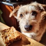 A cute dog gazes longingly at an Apple & Cinnamon Bar, part of a recipe for dogs.