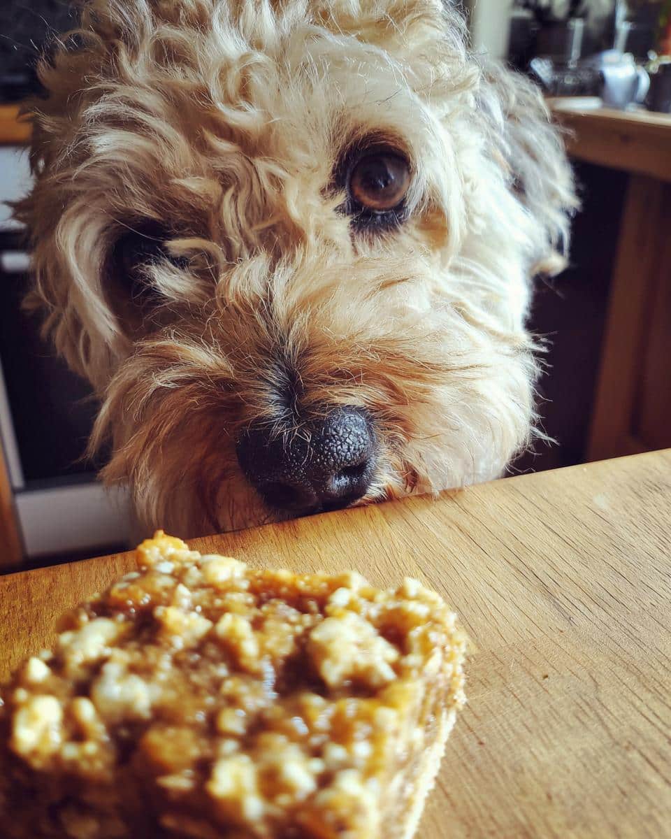 A cute dog longingly looks at an Apple & Cinnamon Bar on a wooden table, eager to taste the treat.