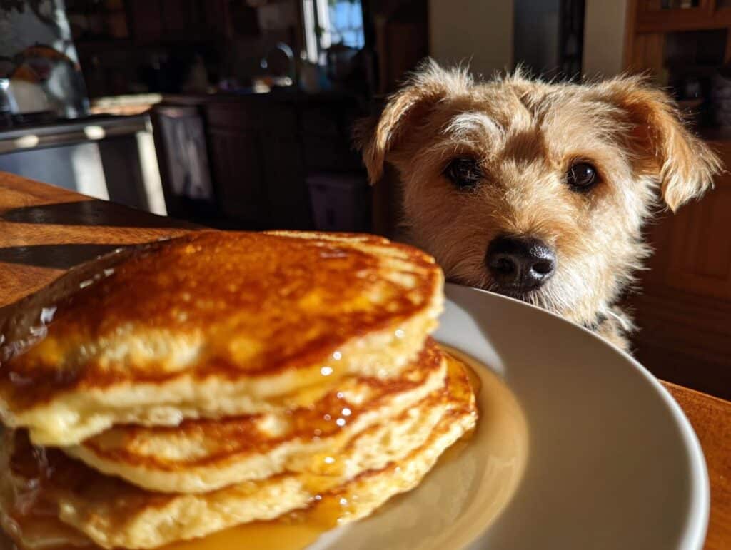 A dog looks longingly at a stack of Banana Oat Pancakes. Recipe for Dogs.