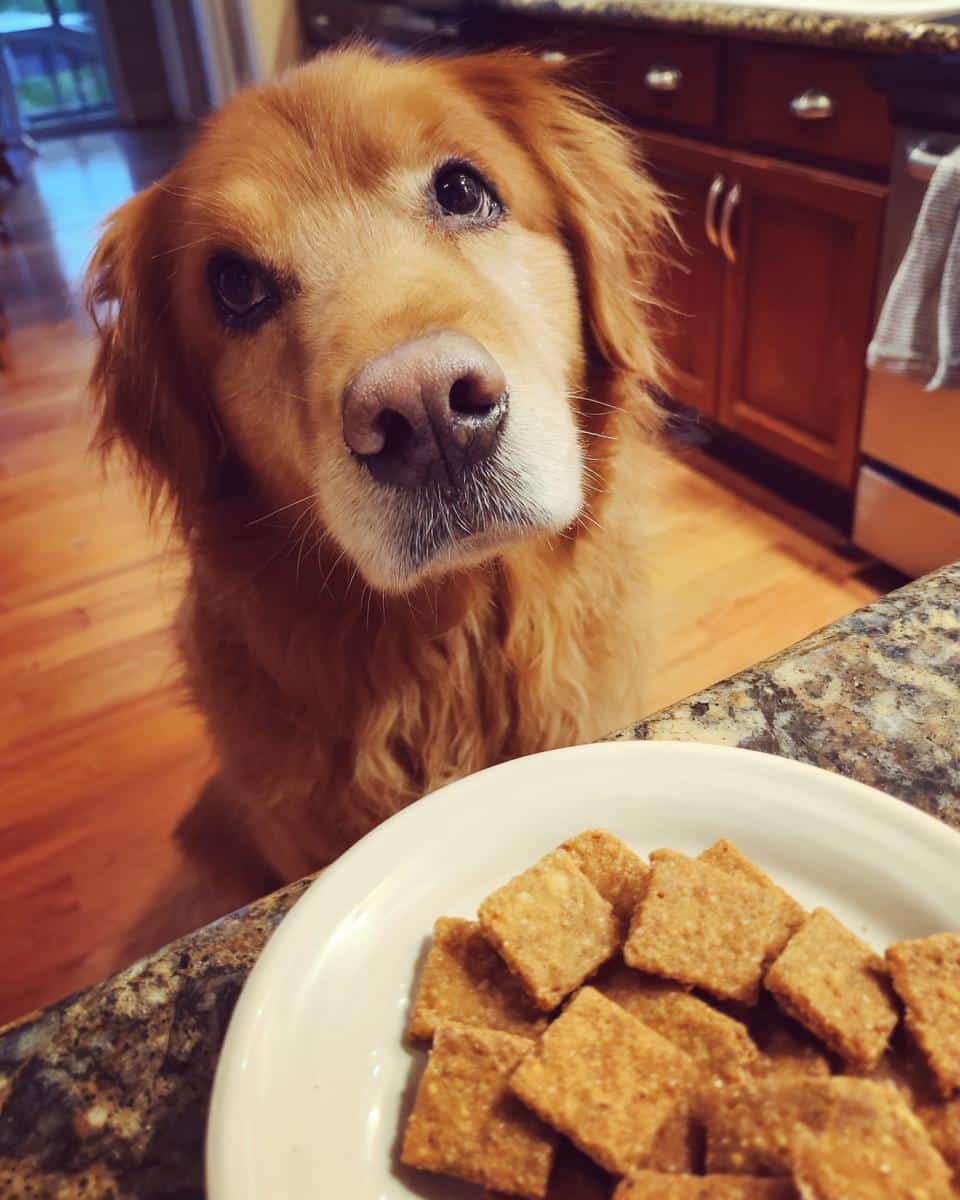 Golden retriever dog looking hopefully at a plate of homemade Beef Liver Crackers – Recipe for Dogs.