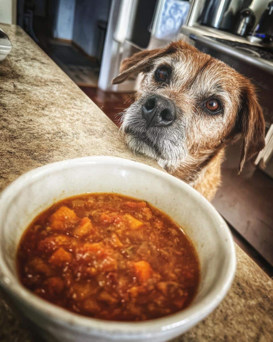 A cute dog longingly gazes at a bowl of Beef & Sweet Potato Stew. Recipe for Dogs.