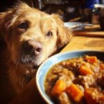 A golden retriever longingly gazes at a bowl of Beef & Sweet Potato Stew for Dogs.