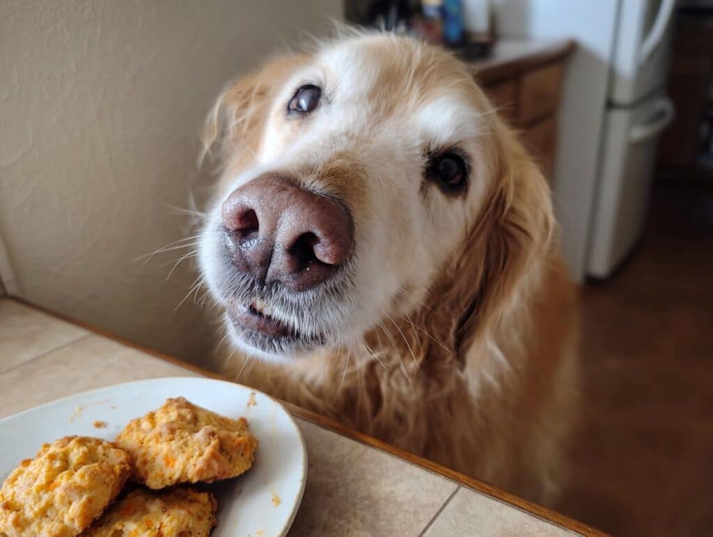 Golden Retriever dog looking at a plate of Beef & Veggie Meatballs, a recipe for dogs.