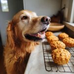Golden retriever dog looking longingly at freshly baked Beet & Apple Biscuits cooling on a rack.