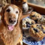 Golden Retriever next to a plate of freshly baked Blueberry Coconut Muffins – Recipe for Dogs.