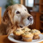 Golden Retriever dog looking longingly at a plate of Carob Banana Muffins made for dogs.