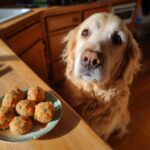 Golden retriever dog looking longingly at a plate of Carrot & Parsley Bites. Homemade dog treat recipe.