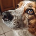 Close-up of a dog's face, promoting a Carrot & Zucchini Fritters recipe for dogs.
