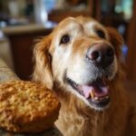 Golden Retriever looking eagerly at a Cheese & Turkey Biscuit. Recipe for Dogs.