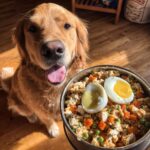 Golden retriever dog eagerly awaits a Chicken & Egg Power Meal, featuring chicken, rice, vegetables, and sliced boiled eggs.
