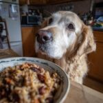 Golden retriever looking longingly at a bowl of Chicken Liver & Brown Rice Healthy Dog Food.