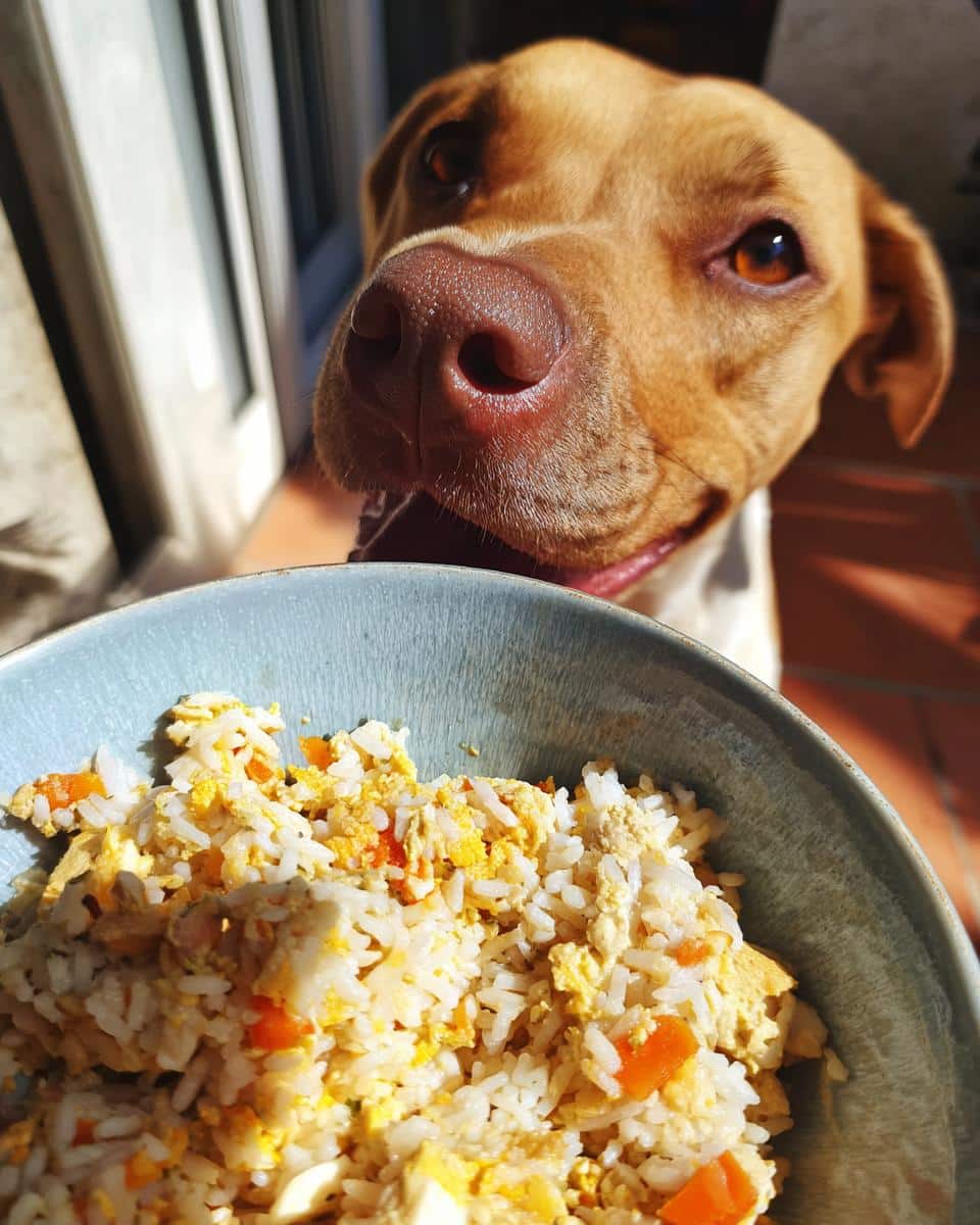 Happy dog looking at a bowl of Best Chicken & Rice Dog Food. Nutritious meal for pets.