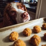 Dog looking longingly at a tray of Coconut Pumpkin Balls, homemade dog treats.