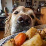 A dog looks longingly at a plate of Crockpot Salmon & Veggies Dog Food.