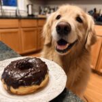 Golden Retriever looking at a chocolate Dog Donuts, ready for a tasty treat from the Dog Donuts chocolate recipe.