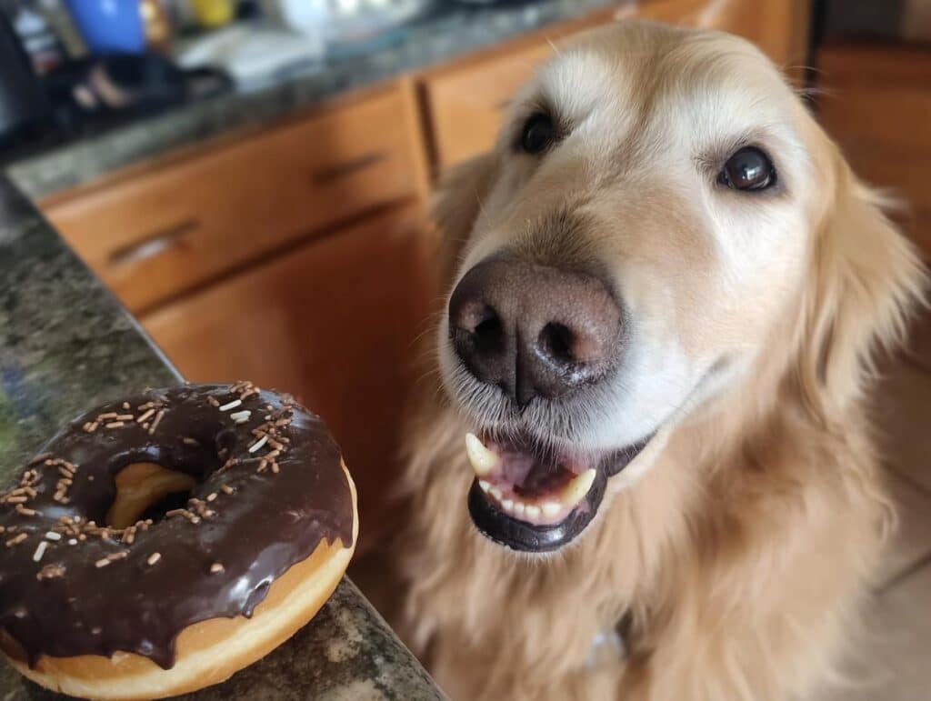 Golden Retriever eagerly awaits a chocolate Dog Donuts Recipe treat, looking happy and excited.
