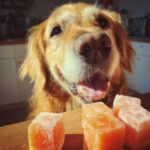 Golden Retriever dog eagerly awaits Frozen Carrot & Apple Cubes. Healthy treat recipe for dogs.