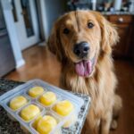 Happy Golden Retriever dog looking at Frozen Pineapple Popsicles ready for a tasty treat.