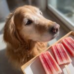 Golden retriever looking at Frozen Watermelon Yogurt Pops. A tasty treat for dogs.