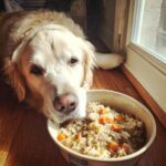 Golden retriever looking longingly at a bowl of Lamb & Rice Stew – Recipe for Dogs.