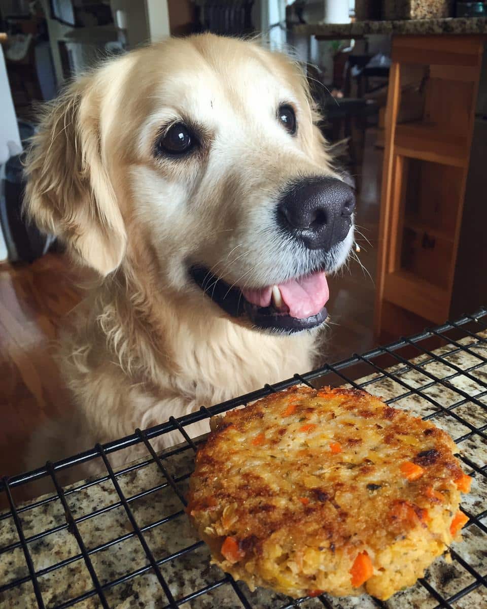 Golden retriever looking at Lentil & Veggie Patties cooling on a rack, ready for a tasty dog treat.