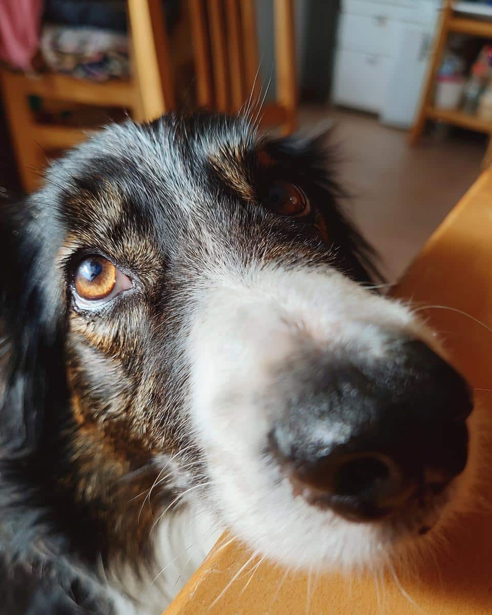 Close-up of a dog looking expectantly upwards, hoping for Carrot & Zucchini Fritters.