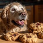 Golden retriever dog looking excitedly at a batch of Oatmeal Cranberry Cookies.