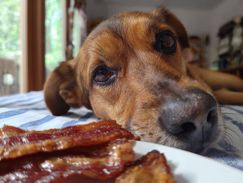 Close-up of a dog looking at Peanut Butter Bacon Dog Treats on a plate, focus on the dog's face and bacon.