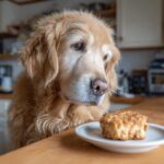 Golden Retriever dog longingly gazes at a Peanut Butter Banana Cookie on a plate.