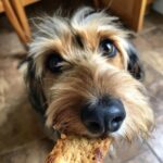 A cute terrier mix holds a Peanut Butter Banana Dog Treat in its mouth, looking eagerly at the camera.