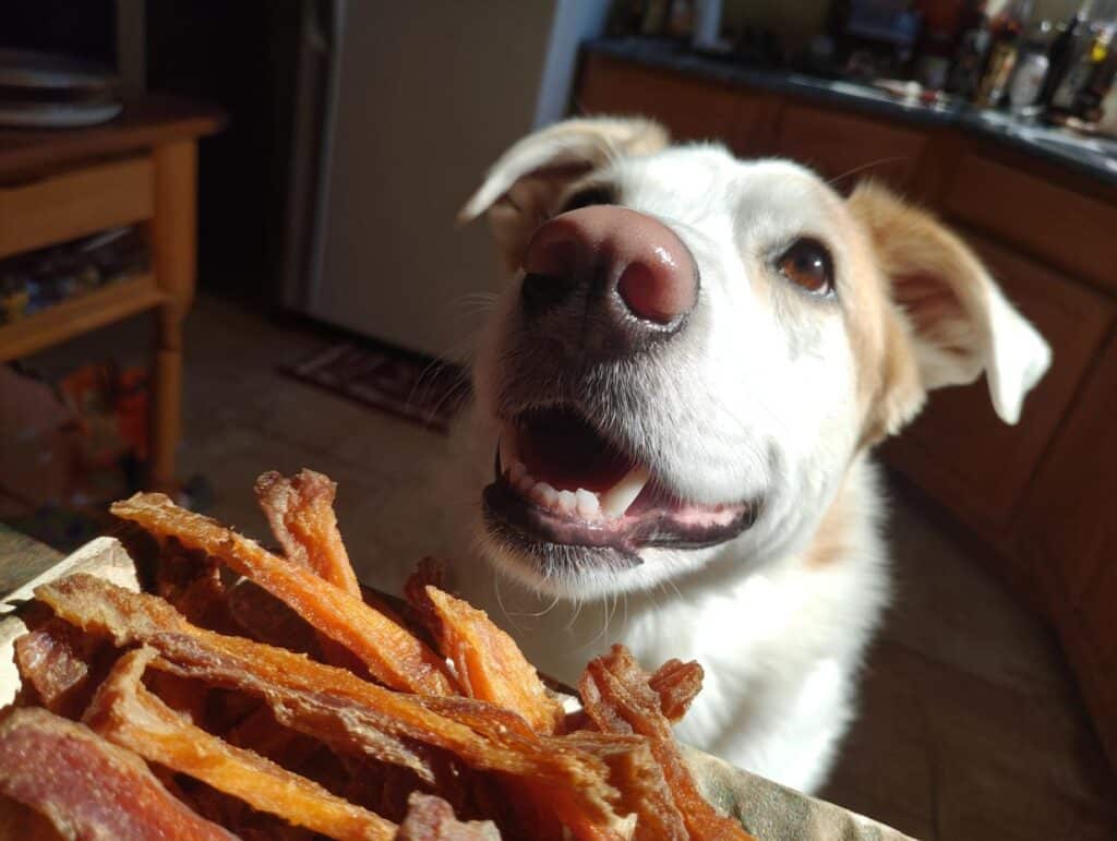 Happy dog looking at Potato & Chicken Jerky Strips. Homemade dog treat recipe.