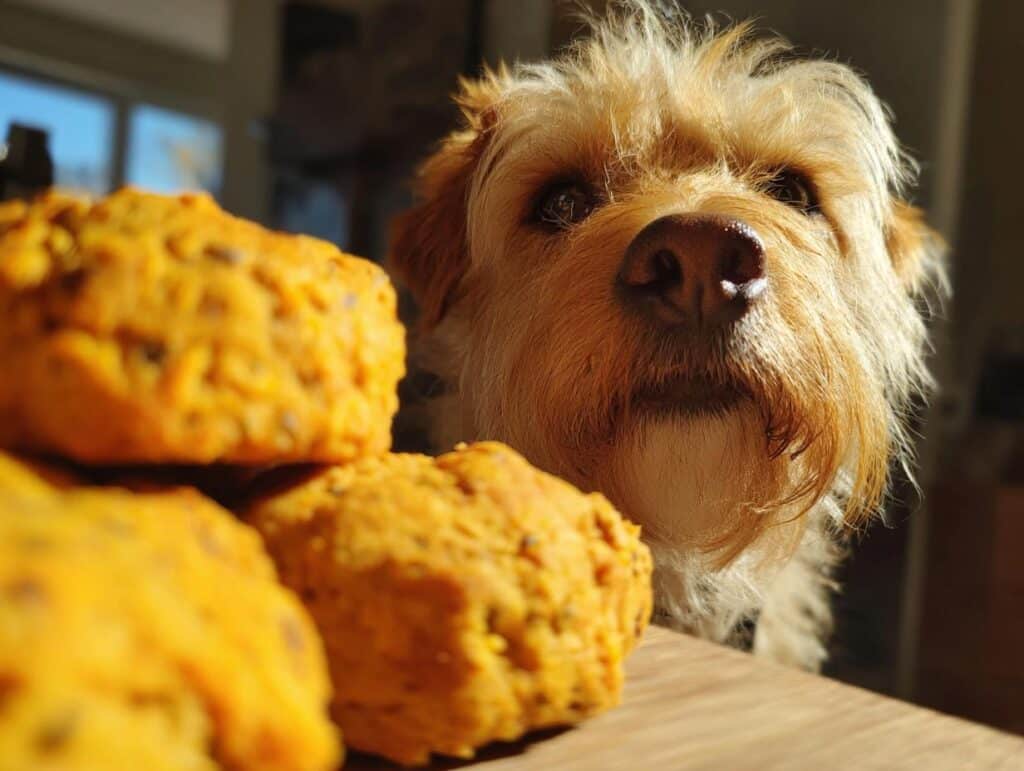 A cute dog gazes longingly at a stack of homemade Pumpkin & Chia Seed Treats.