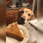Golden retriever dog longingly looking at a slice of Pumpkin Pie Bites. Recipe for Dogs.