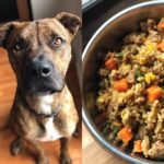 Dog looking at the camera next to a bowl of Pumpkin & Turkey Best Dog Recipe.