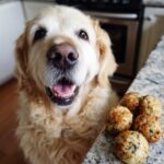 Golden Retriever looking eagerly at Rice & Veggie Balls. Recipe for Dogs.