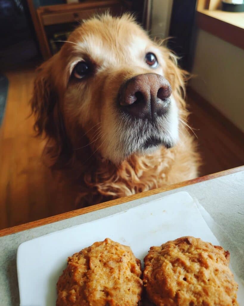 Golden retriever looking longingly at two Salmon Carrot Biscuits on a plate.