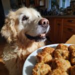 Golden retriever looking longingly at a plate of Sardine & Rice Bites – Recipe for Dogs.