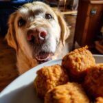 Golden retriever looking longingly at a plate of Sweet Potato & Lentil Nuggets, a tasty dog treat.